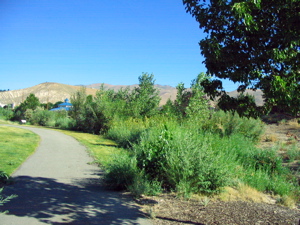 Regional trees