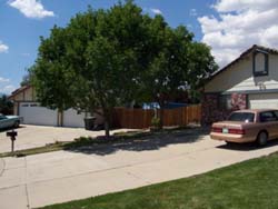 after-pruning