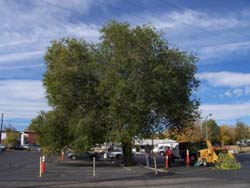 before-pruning-in-parking-lot