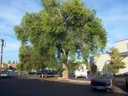 before-pruning-near-heritage-bank