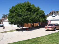 before-pruning