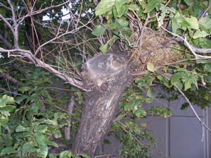 decay-from-topping-cuts1