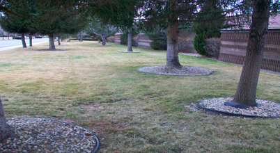 A good example of tree rings in turf.