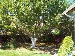 pruning-after-2