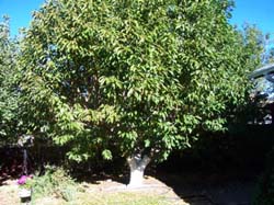 pruning-before-2