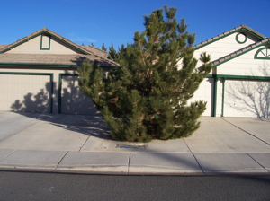 right-tree-wrong-place-austrian-pine-overgrown-site